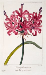 Amaryllis sarniensis, 1836